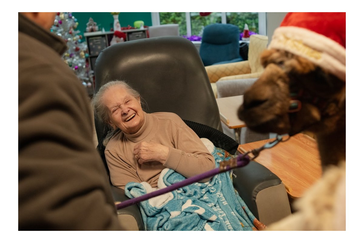 Elderly woman laughs at a camel wearing a santa hat